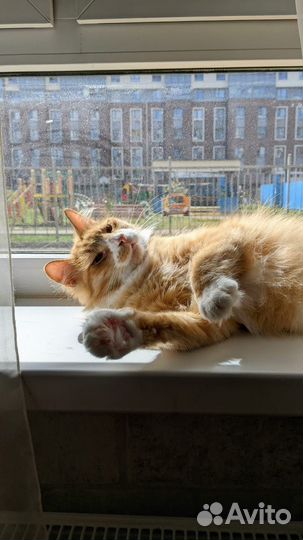 Котик Марк в добрые руки
