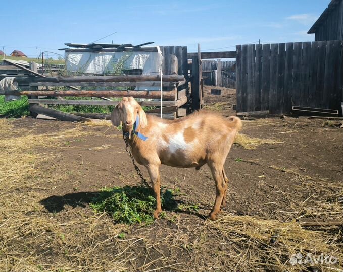 Козел нубиец на вязку, козочка 4 мес
