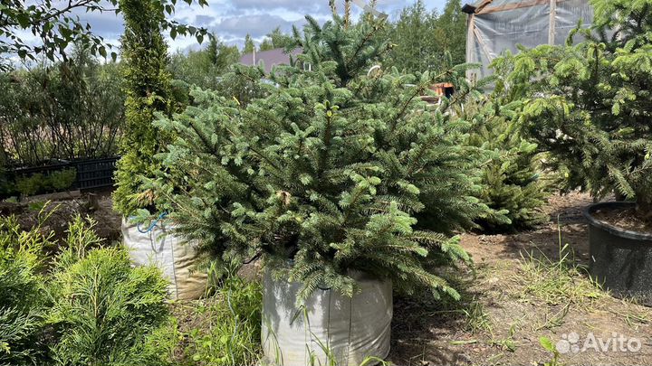 Саженцы елки, хвойные растения, ель голубая