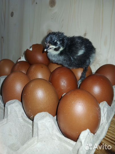 Цыплята черно медный маран