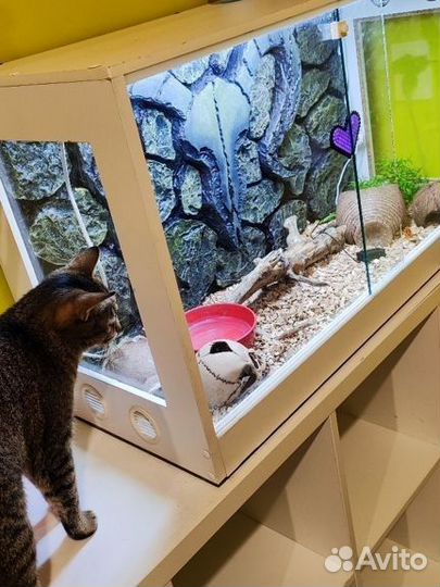 Террариум и маисовые полозы