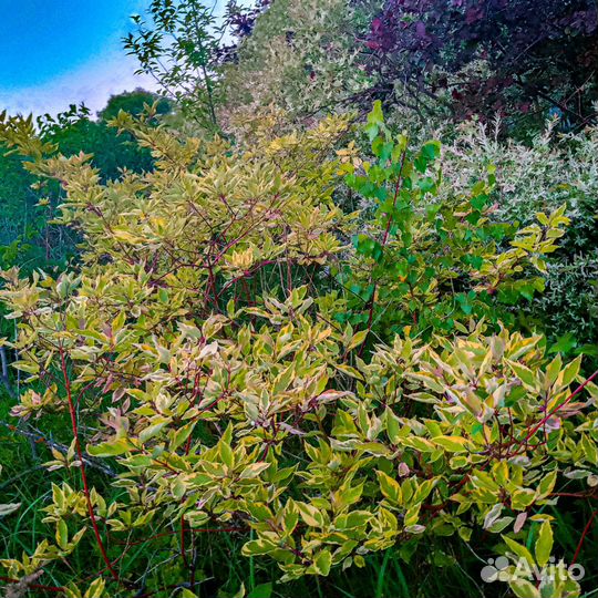 Дерен белый шпети