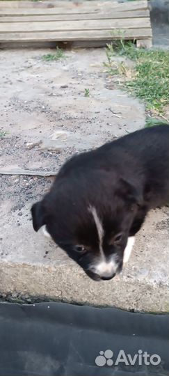 Щенки в добрые руки отдам бесплатно