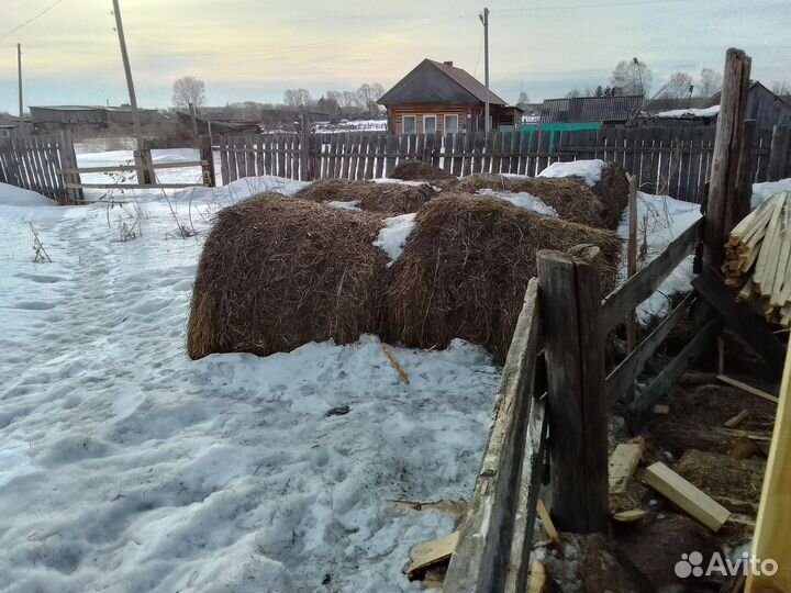 Сено в рулонах