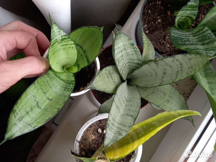Сансевиерии коллекция
