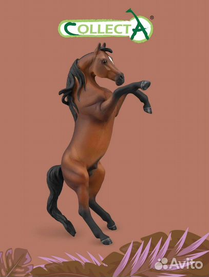 Лошадь Арабский жеребец Collecta