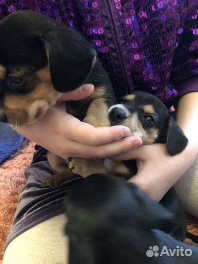 Щенки таксы