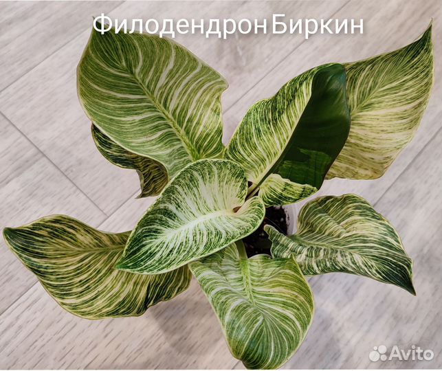 Комнатные цветы. Филодендрон Биркин,Биллитао, кофе