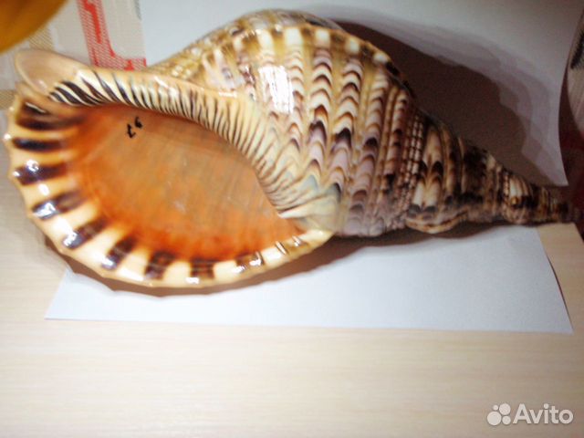 Раковина морская, коллекционная