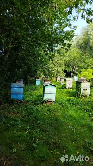 Пчелы и улья