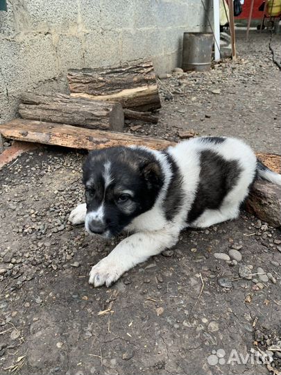 Среднеазиатская овчарка