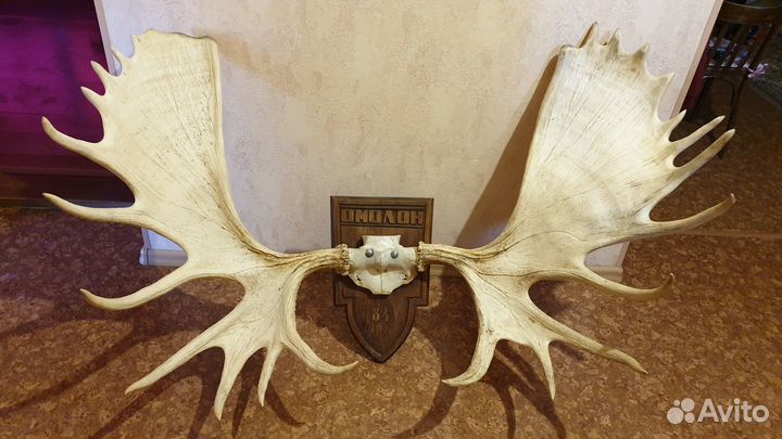 Продам рога лося