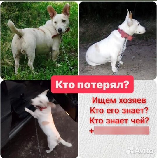 Коротколапик