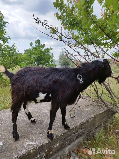 Козел ламанча