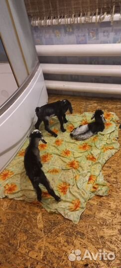 Козлята альпо-нубийской породы