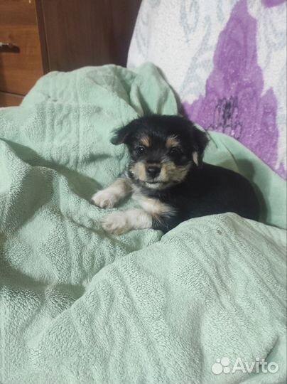 Щенки Метисы маленькой пароды собак