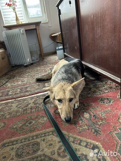 Собака в добрые руки