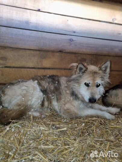 Собака попала в приют. Ищем добрые руки