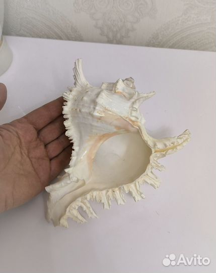 Большая морская раковина