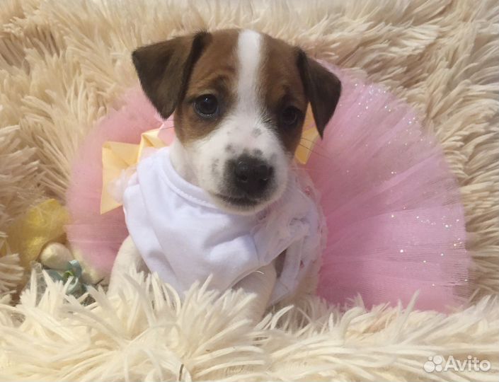 Джек рассел терьер девочки
