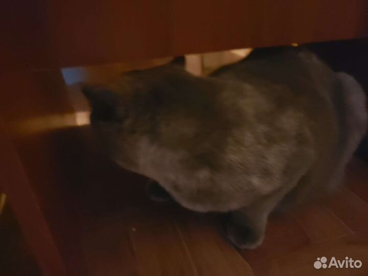 Домашние животные