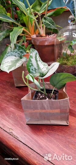 Сциндапсус пиктус Требе