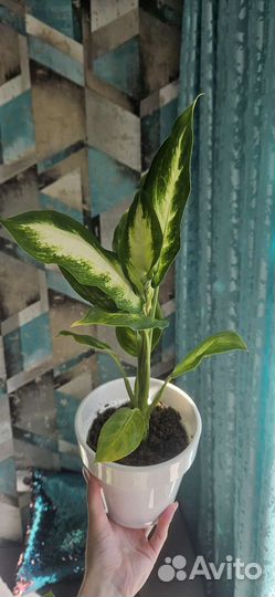 Диффенбахия