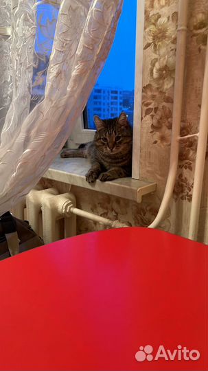 Солидный Кот Жорик