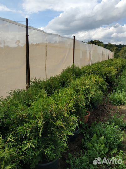 Ива, клен, липа, дуб красный, кедр, каштан, орех