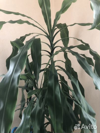 Пальма драцена