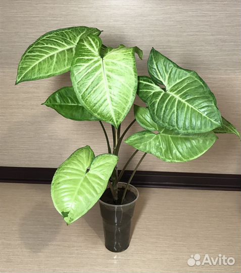 Сингониум Butterfly