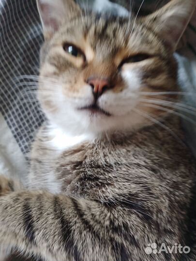 Котики бесплатно