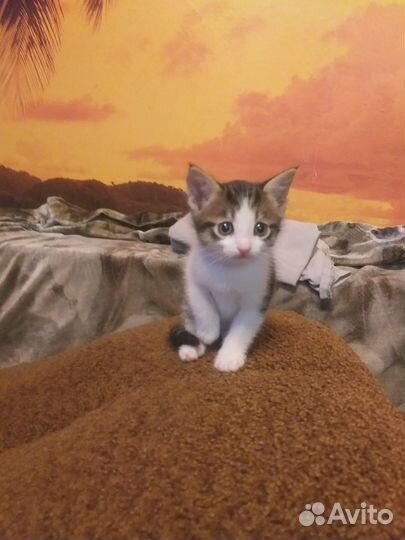 Котёнку нужен дом