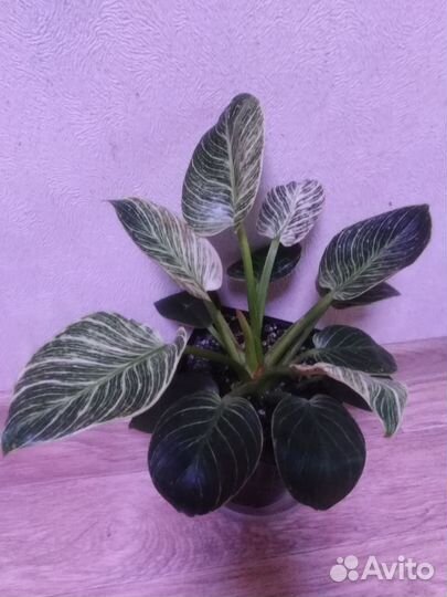 Филодендрон биркин