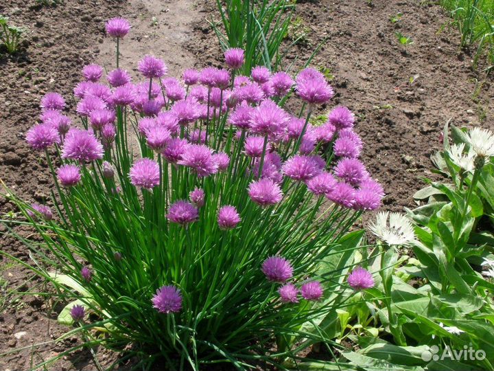 Садовые растения 