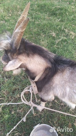 Коза дойная
