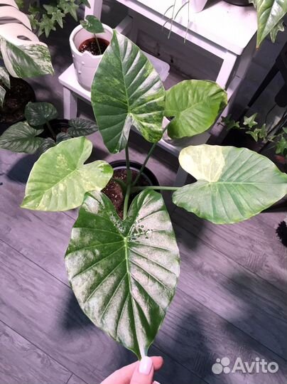 Алоказия гагеана вариегатная