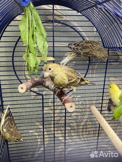 Кенары певчие