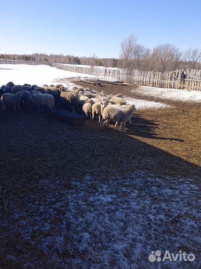 Овцы бараны ягнята