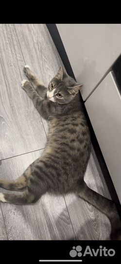 Кошечка в добрые руки