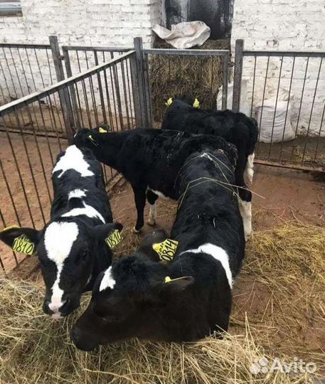 Продаем бычки