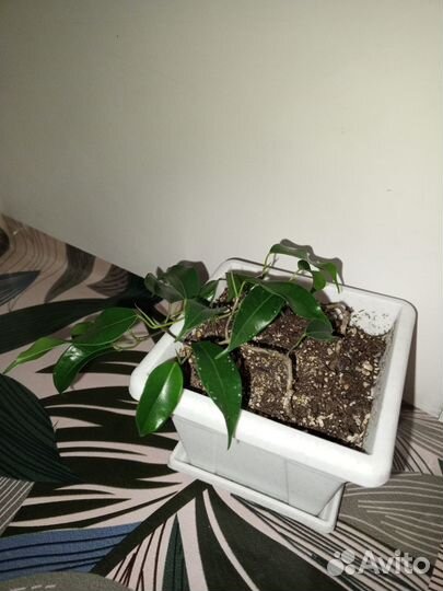 Фикус бенжамина