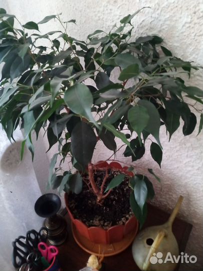 Продам фикус