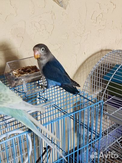 Неразлучник и Волнистые попугайчики