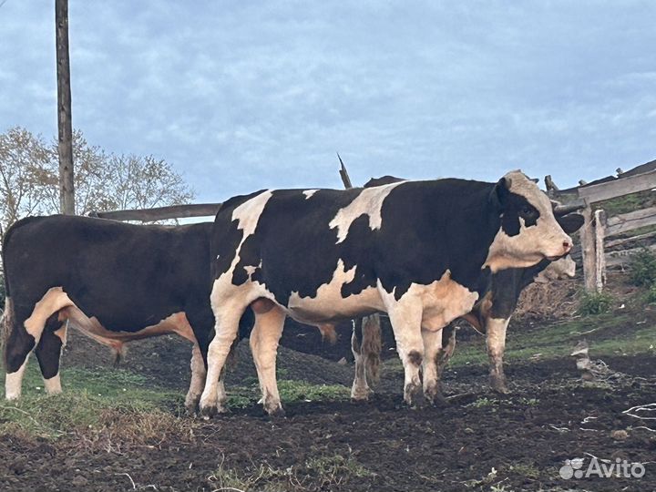 Продам быков и телку