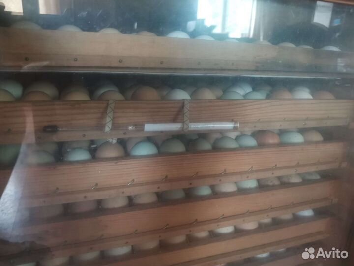 Инкубационное яйцо