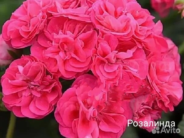 Пеларгония герань сортовая