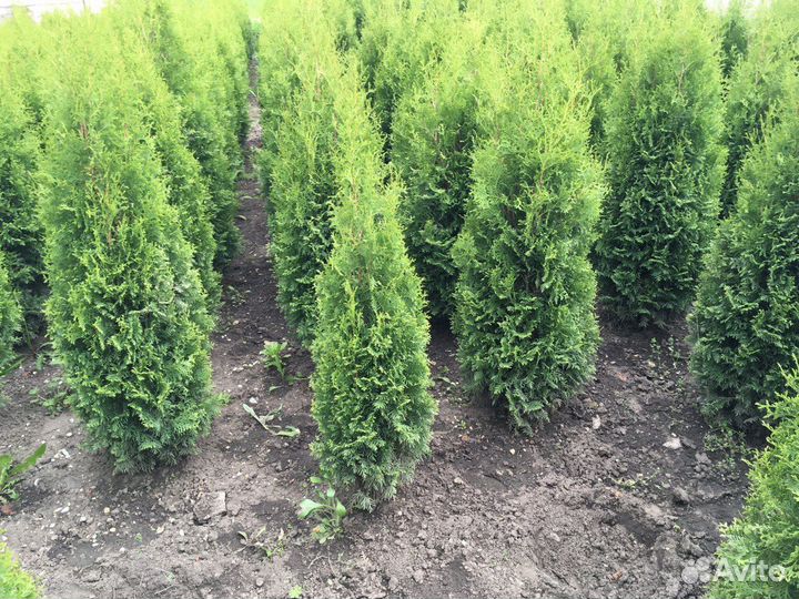 Туя Западная 210 см оптом из питомника Гарантия