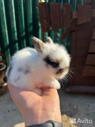 Декоративные карликовые кролики