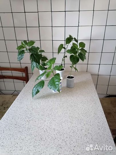 Гибискус китайская роза, продаются цветы на 2 фото